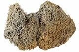 Agatized Fossil Coral Geode - Florida #188129-2